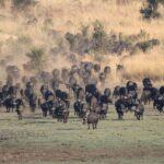 Buffalo in Hwange National Park | Photo credit: Hideaways Nantwich Lodge