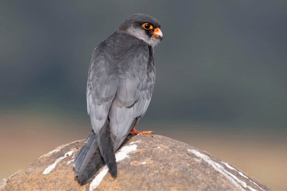 Amur falcon perched on a rock.