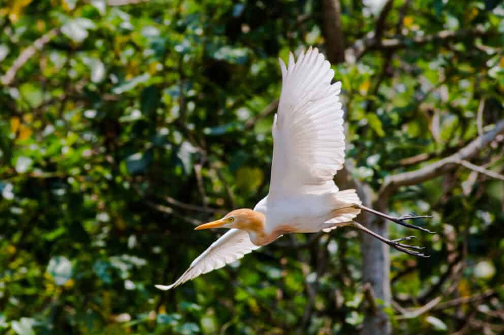 Eastern cattle egret flying.