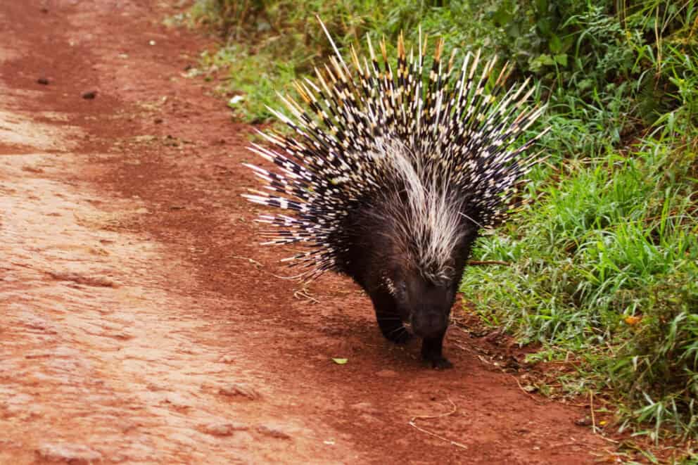 Porcupine walking along a dirt road.