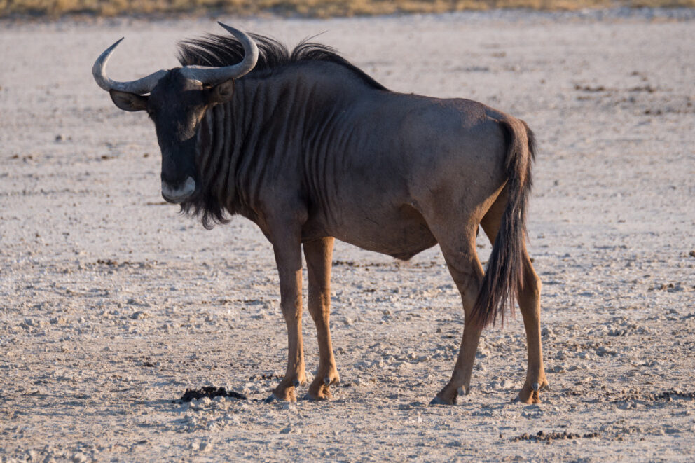 Wildebeest in Makgadigadi Pans National Park, Botswana.