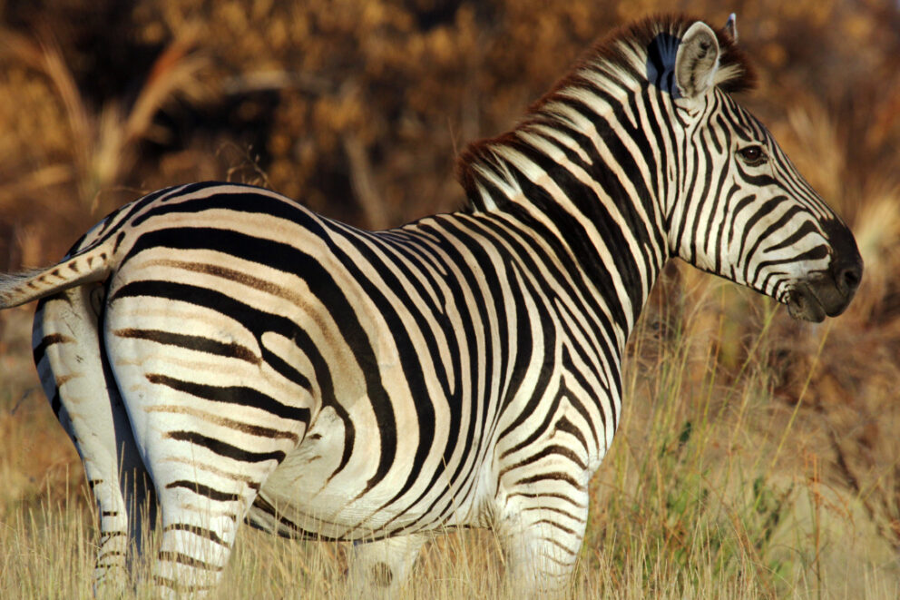 Zebra in the Okavango Delta, Botswana.