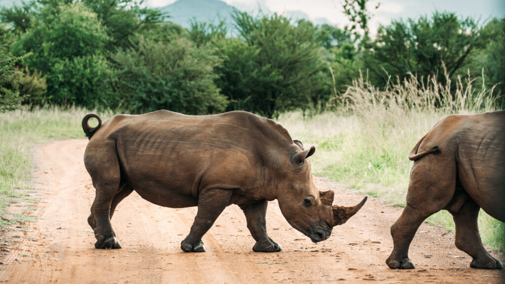 White rhinos crossing a road at a safari destination called Pilansberg National Park.