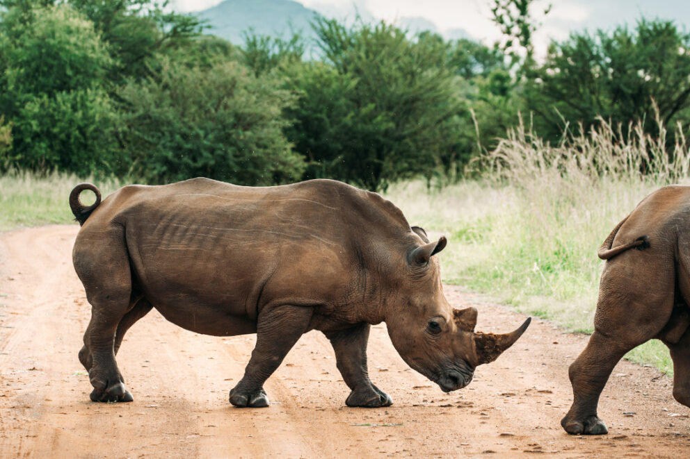 White rhinos crossing a road at a safari destination called Pilansberg National Park.