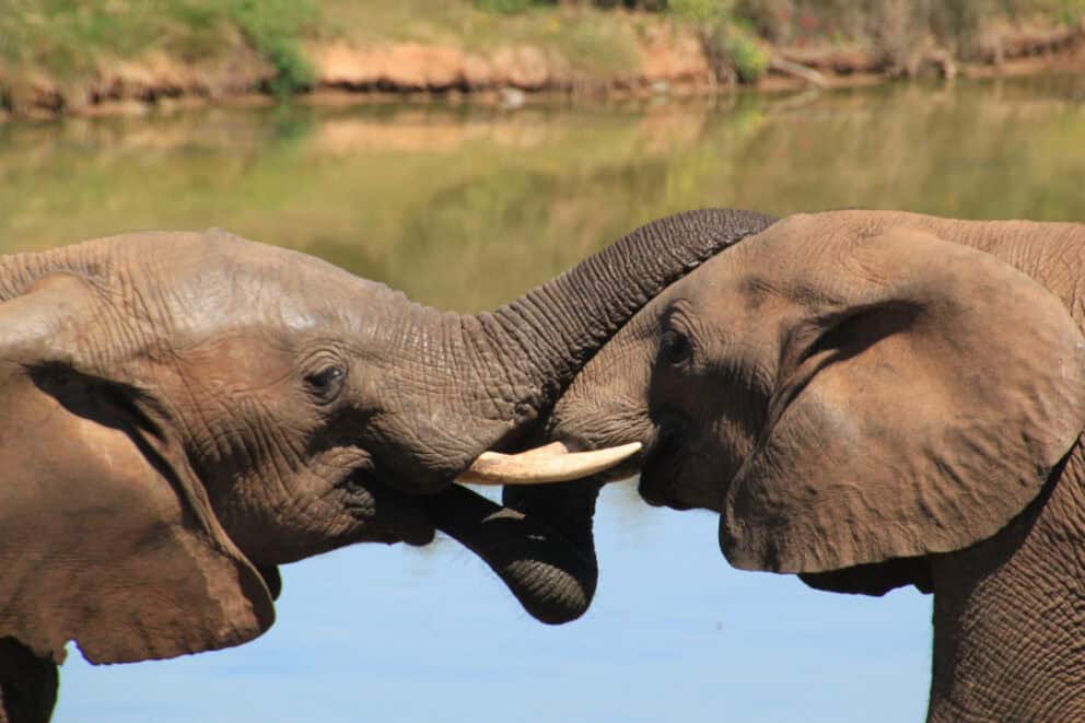 African bush elephants.