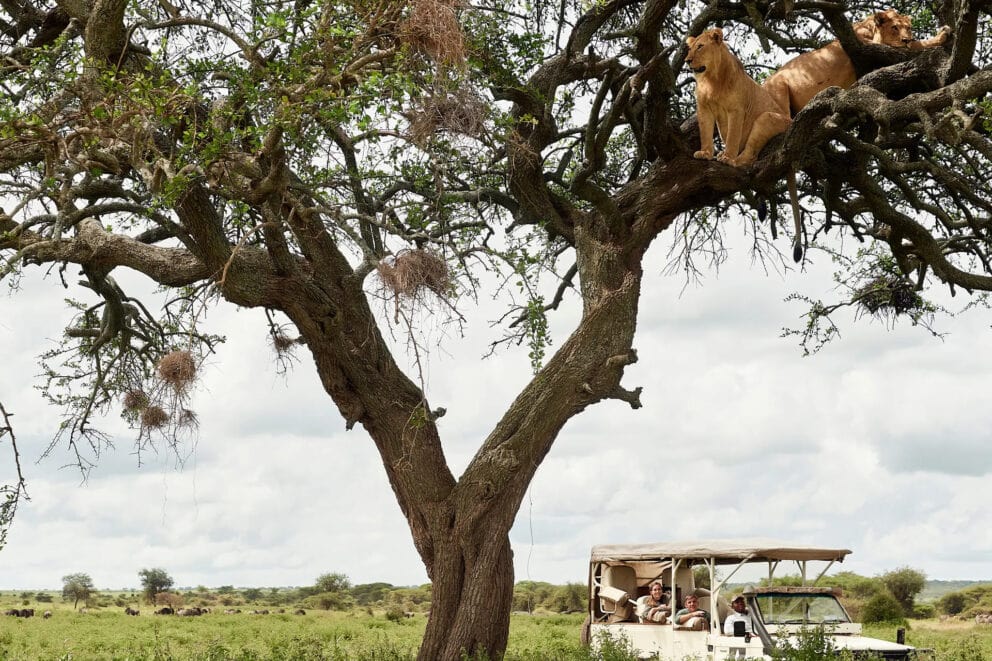 Game drive spotting lions in a tree in Tanzania's Serengeti. This can be seen on a Tanzania safari.