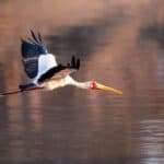 Yellow billed Stork flying over Long Pool in Mana Pools National Park in Zimbabwe | Phot: Chundukwa River Lodge