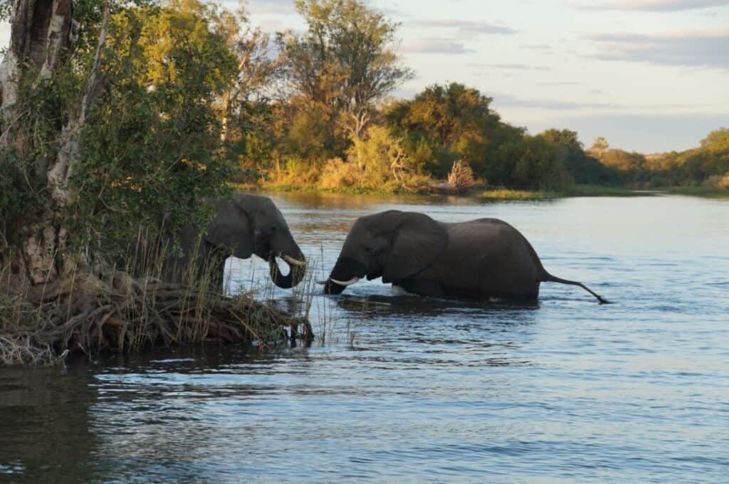 Elephants,Near,Victoria,Falls,On,Zambezi,River. | Photo: Chundukwa River Lodge