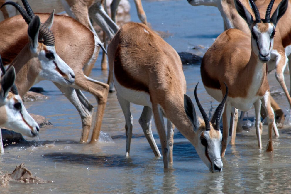 Herd of springboks drinking at a waterhole in Etosha National Park, Namibia.