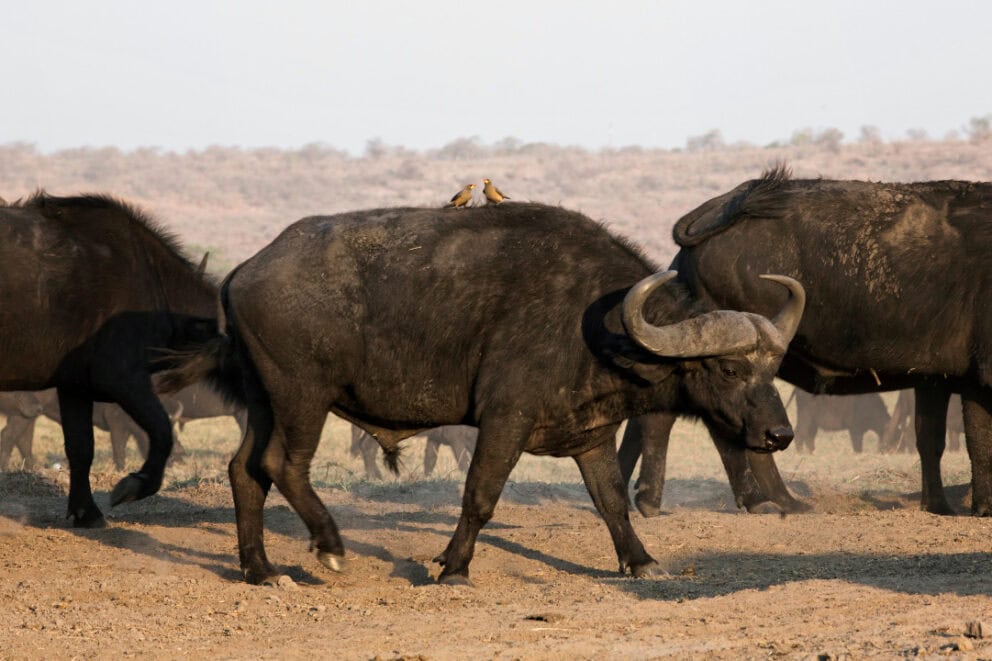 Herd of Cape buffalo in Namibia.