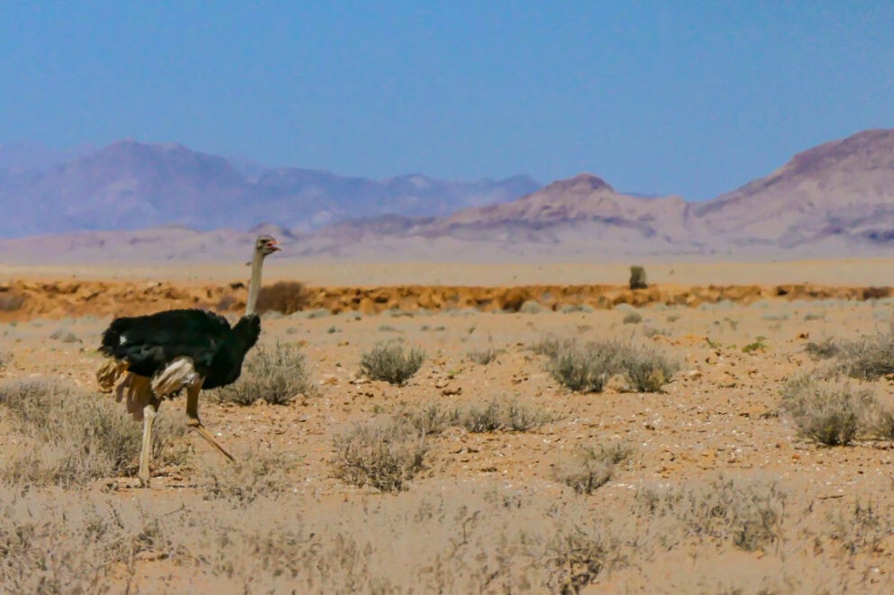 Ostrich in Namibia.
