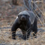 Honey badger in Etosha National Park, Namibia.