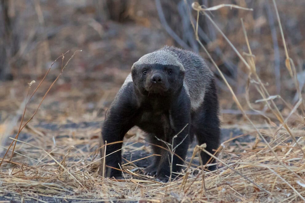 Honey badger in Etosha National Park, Namibia.