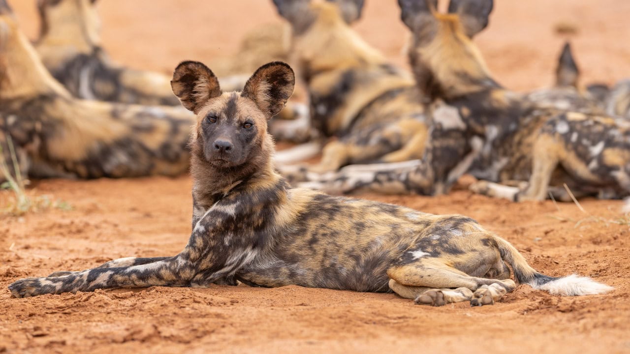 Dogs in the Wild, Collections, Nature