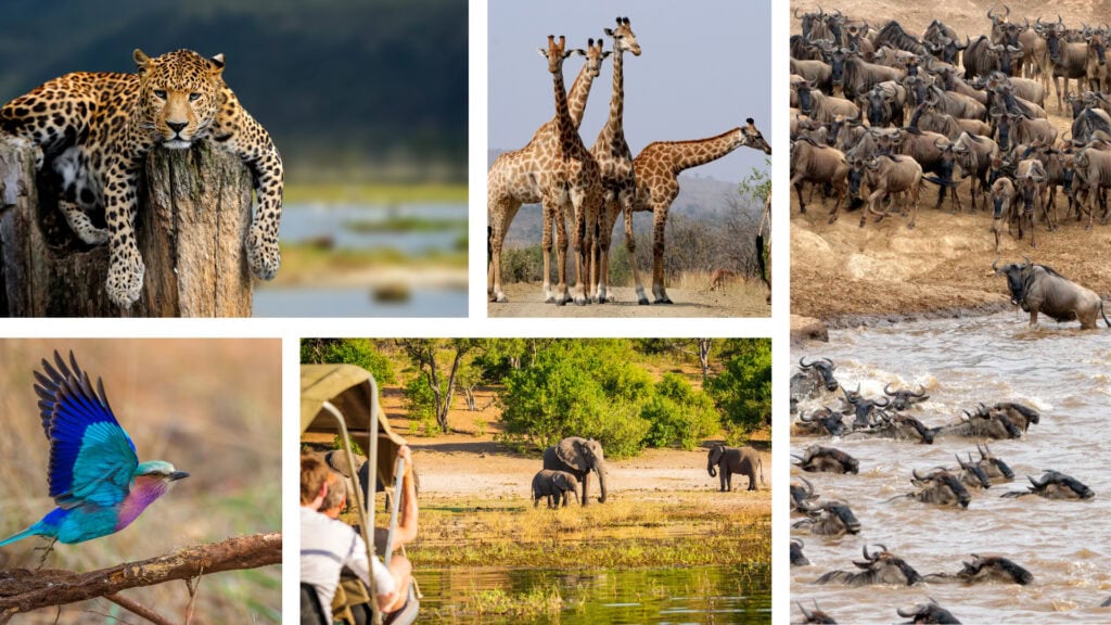 Collage of images: leopard resting on a tree stump, brightly coloured bird taking flight, four giraffes, people on a boat safari watching a group of elephants, wildebeest crossing a river.