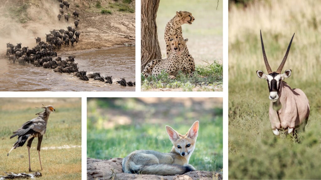 Collage of images: wildebeest herd crossing a river, two cheetahs resting in the shade of a tree an oryx in grassland, a bat-eared fox laying down, a long-legged bird in grassland.