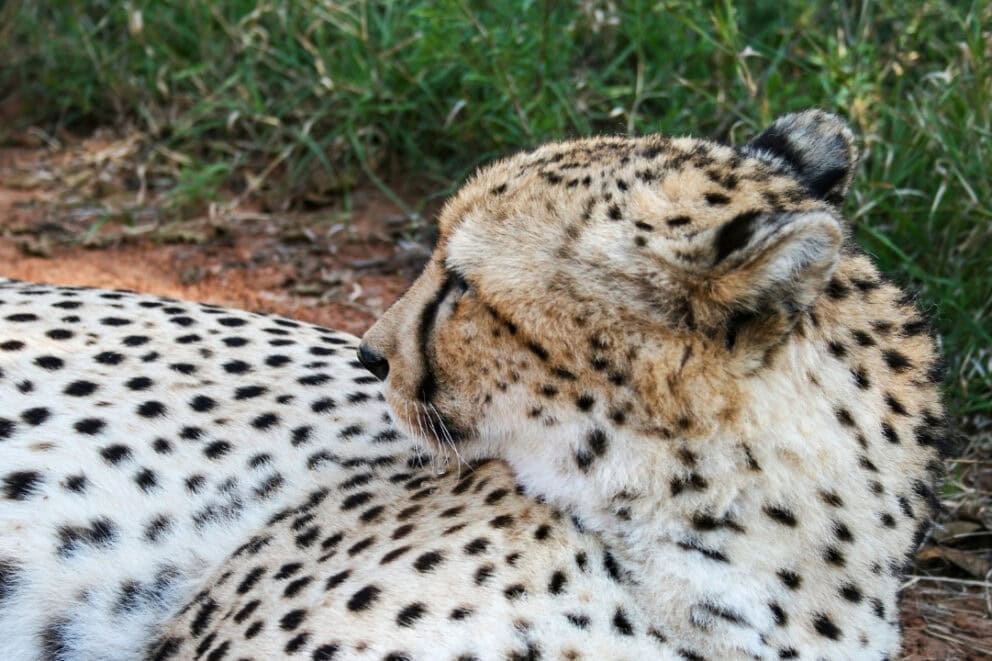 Cheetah in Mokolodi Game Reserve, Botswana.