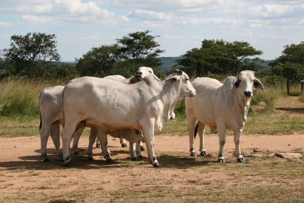 Cattle standing on a dirt road in Zambia.