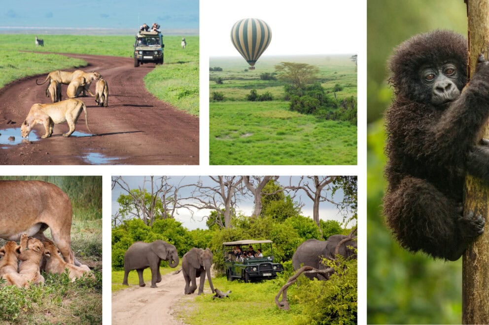 Collage of images: Lions drinking from puddles on a dirt road, a hot air balloon flying over a green landscape, a baby gorilla holding onto a stick, lion cubs nursing, three elephants and a safari vehicle.