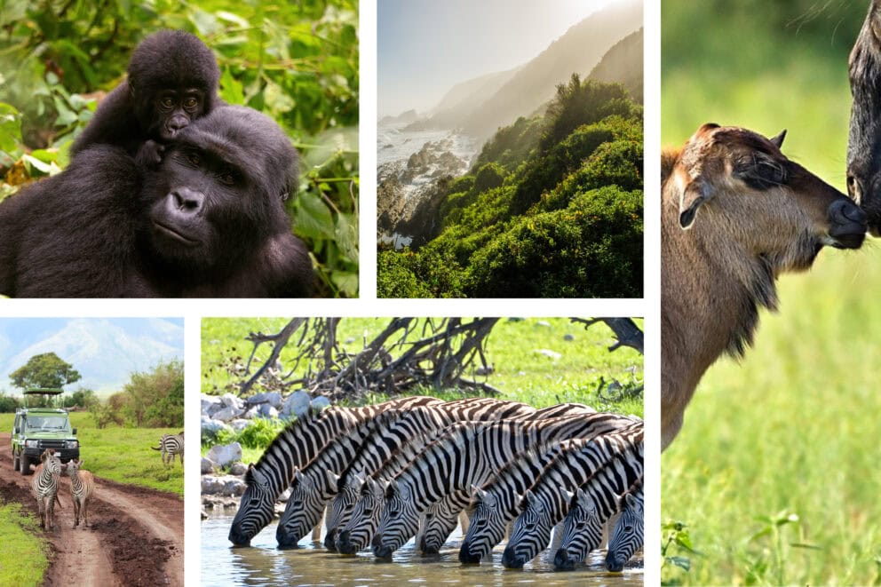 Collage of images: baby gorilla holding adult gorilla, lush rainforest mountain landscape, wildebeest with its young, group of zebras drinking, safari vehicle behind two zebras.