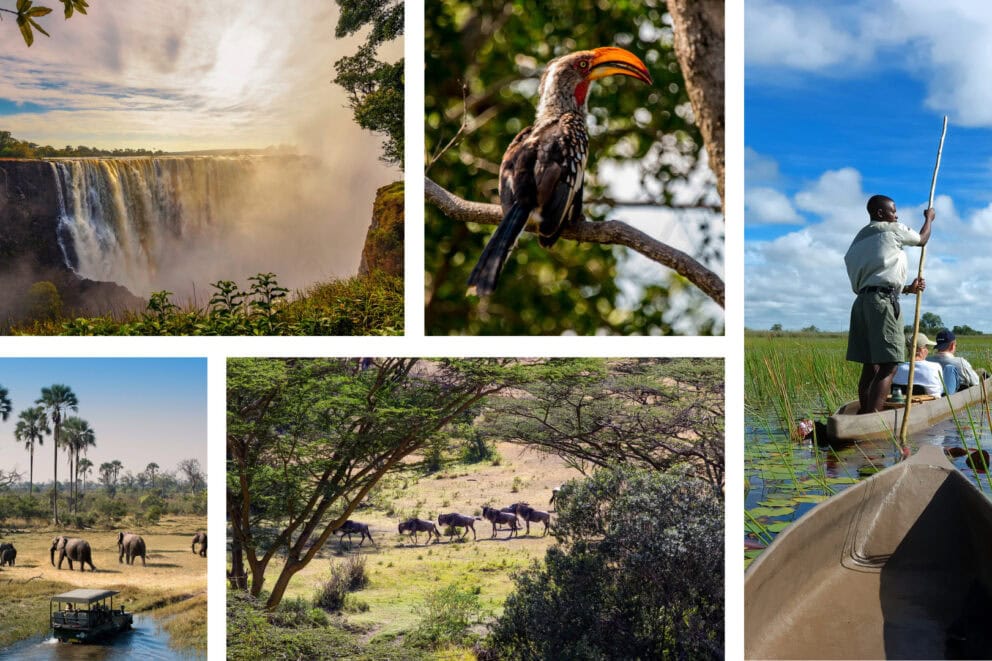 Collage of images: A waterfall at sunrise, a bird in a tree with a bright beak, people in a canoe on the water, and a safari vehicle watching elephants cross their path.