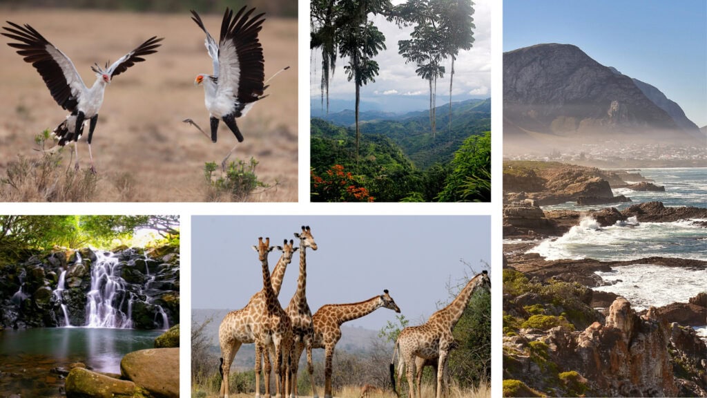 Collage of images: Two birds taking flight, lush tropical rainforest environment, small waterfall and rock pool, group of giraffes, rocky coastline and mountain.