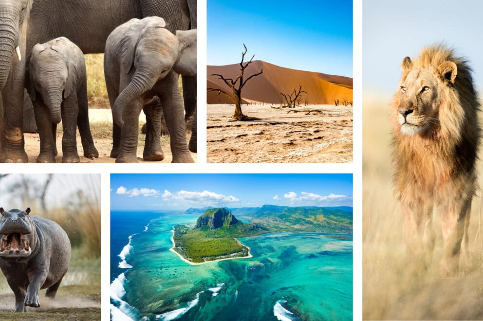 Collage of images: baby elephants, hippo walking with mouth open, green island, male lion walking in the savannah, desert landscape with dead tree and dune.