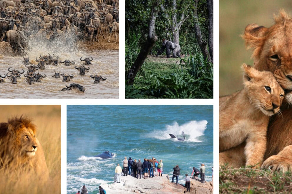 Collage of images: Male lion in the savannah, people standing on a rock watching whales, gorilla walking through a forest, wildebeest crossing a river, a lion with a cub
