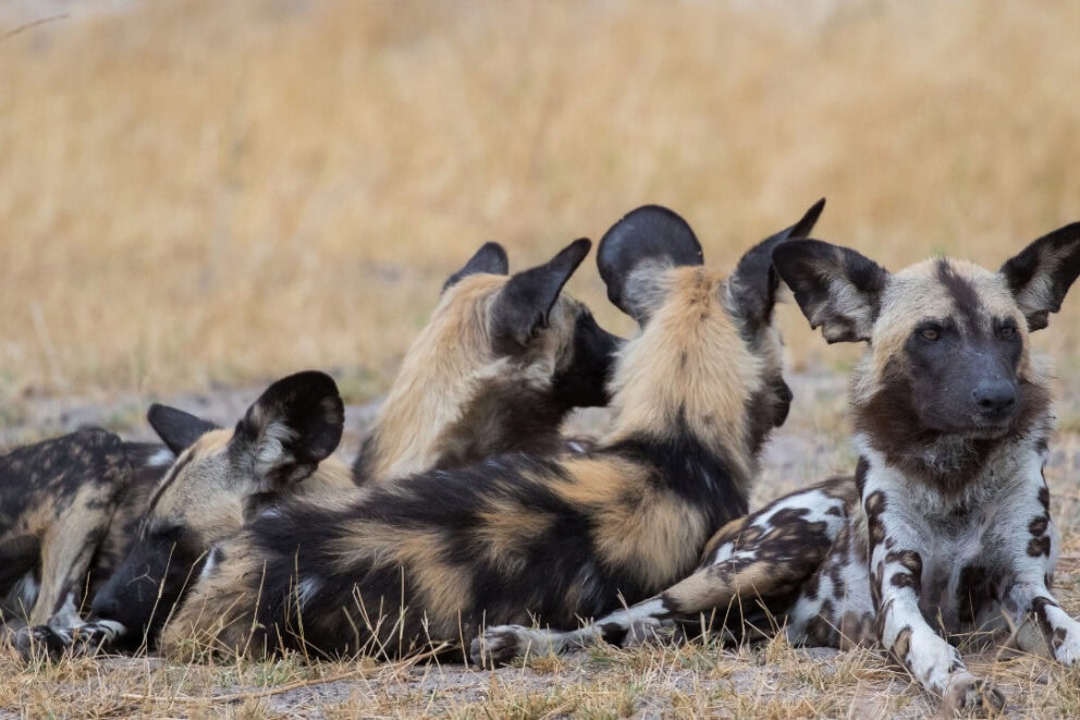 Pack of African wild dogs.