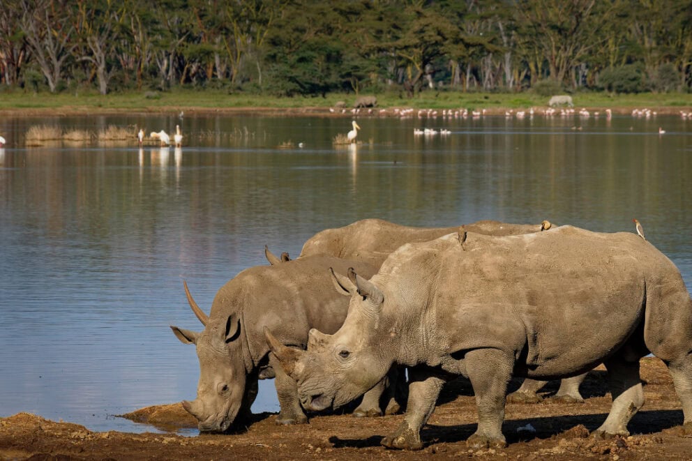 Pair of southern white rhinos in Lake Nakuru National Park, Kenya.