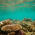 Coral reef in Zanzibar.