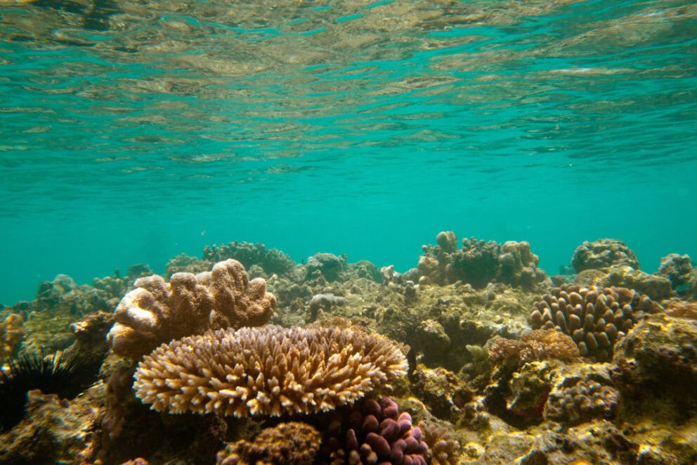Coral reef in Zanzibar.