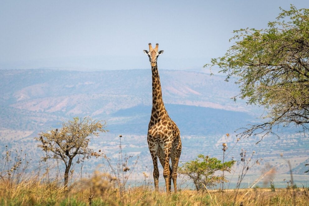 A giraffe in Akegera National Park Safari