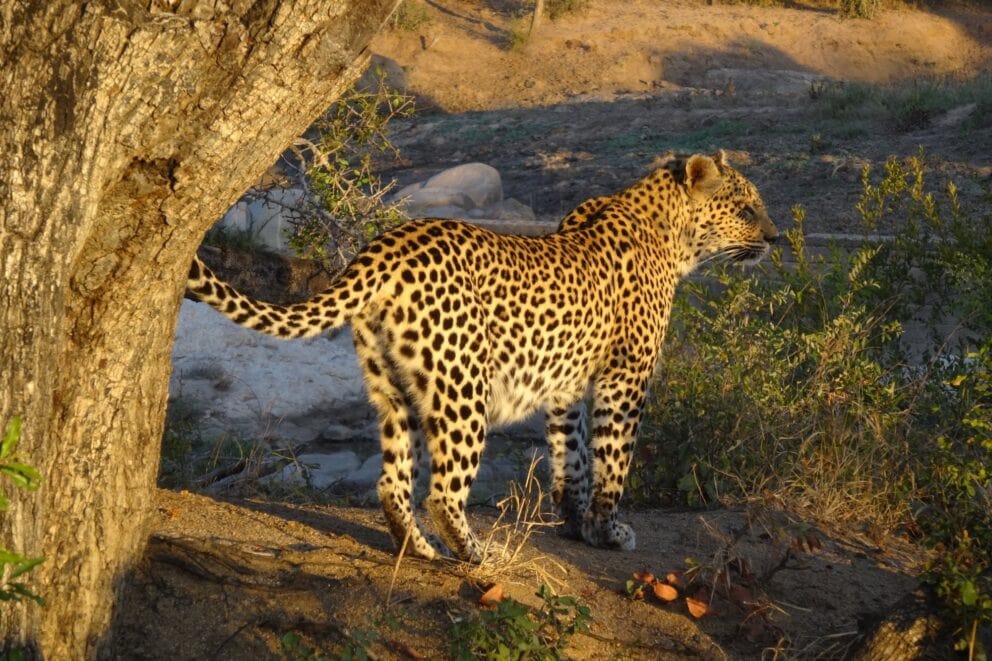 Leopard at Kings Camp in Timbavati Private Game Reserve