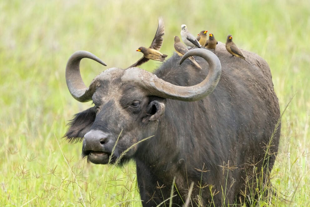 Cape Buffalo