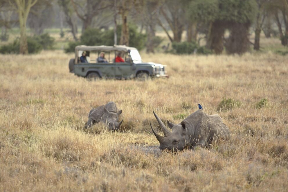 White rhinos spotted on a game drive. They are some of the South African animals that you can see on safari.