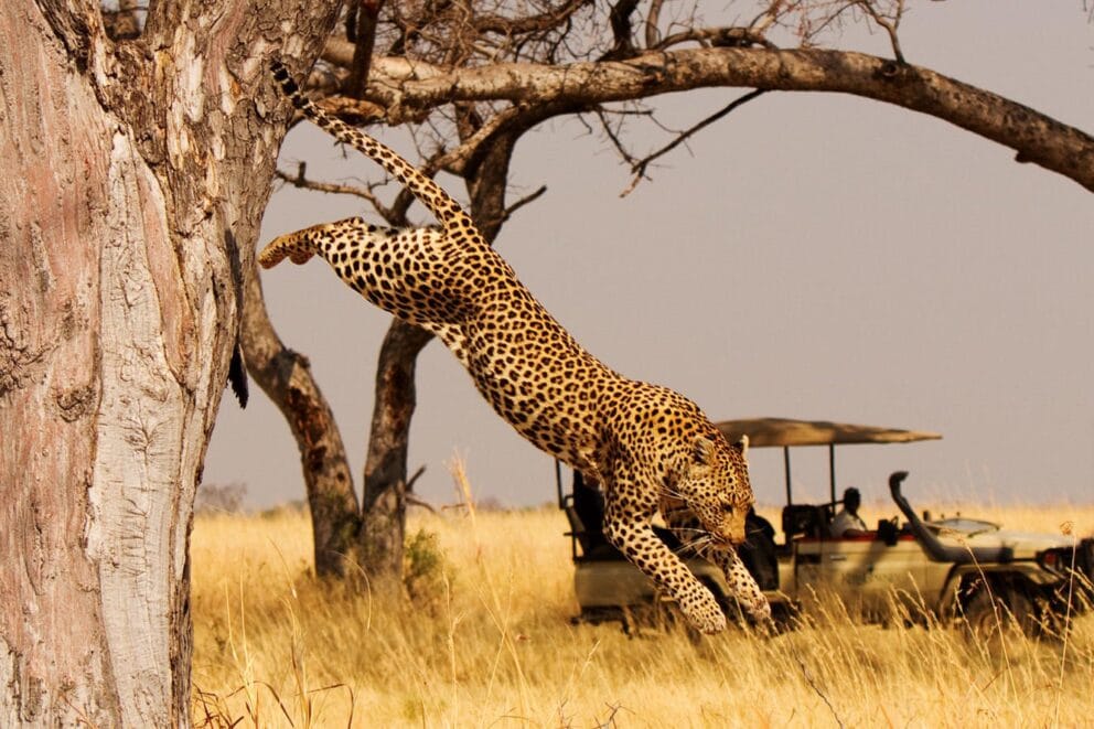 Botswana photography safari packages in the Okavango Delta