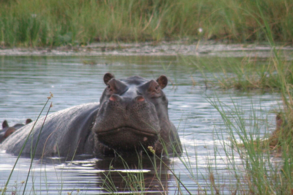 A hippo swims amongst hippopotamus grass.