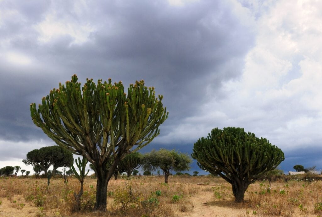 The unique plant pictured here is the Candelabra Tree in Zimbabwe
