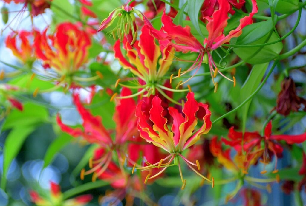 The unique plant pictured here is the Flame Lily, National Flower of Zimbabwe