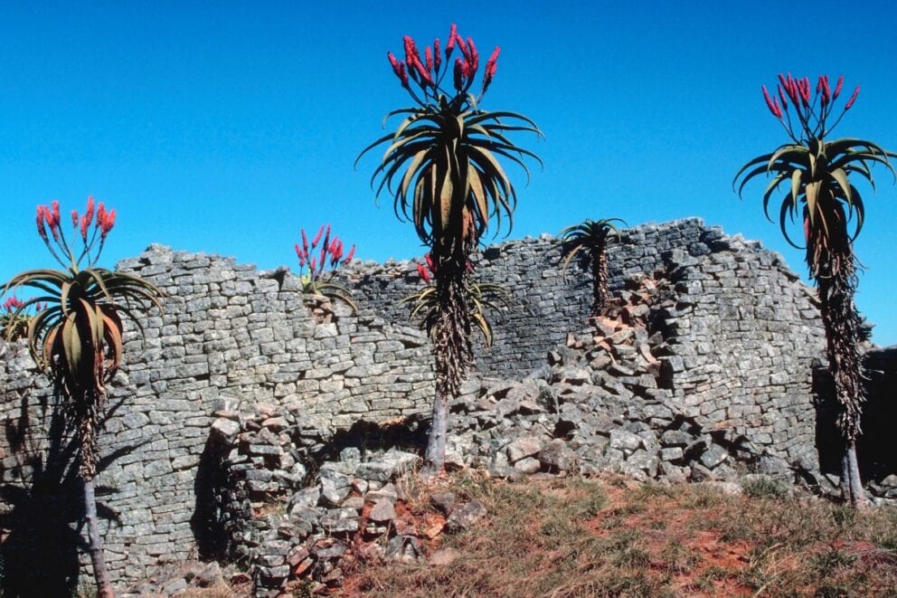The unique plant pictured here is the Zimbabwean Aloe