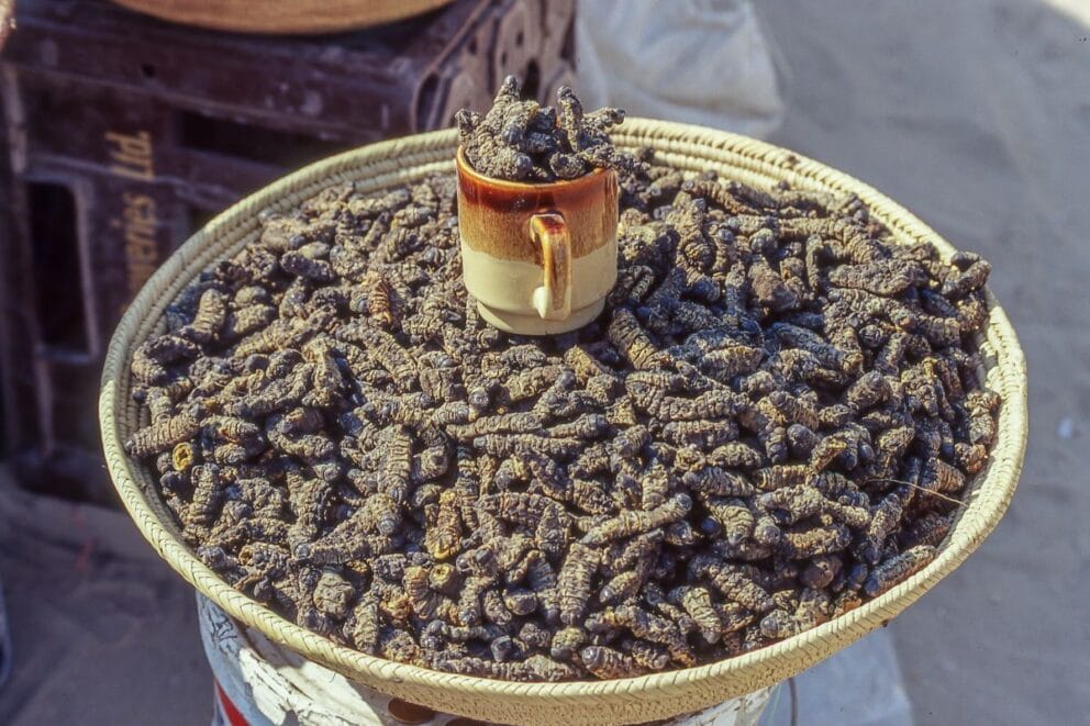 Mopane worms at the local market