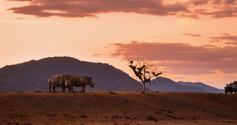 Two rhinos and a game drive vehicle at sunset in Kruger National Park
