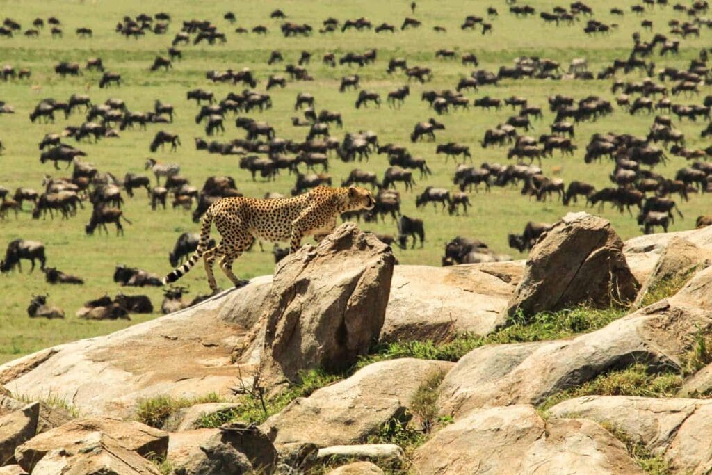 A cheetah walking on rocks with a large herd of wildebeest in the background
