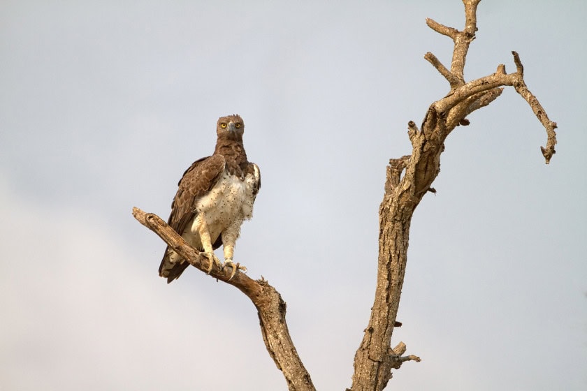 Martial Eagle sitting on a tree in South Africa. Photo: Canva