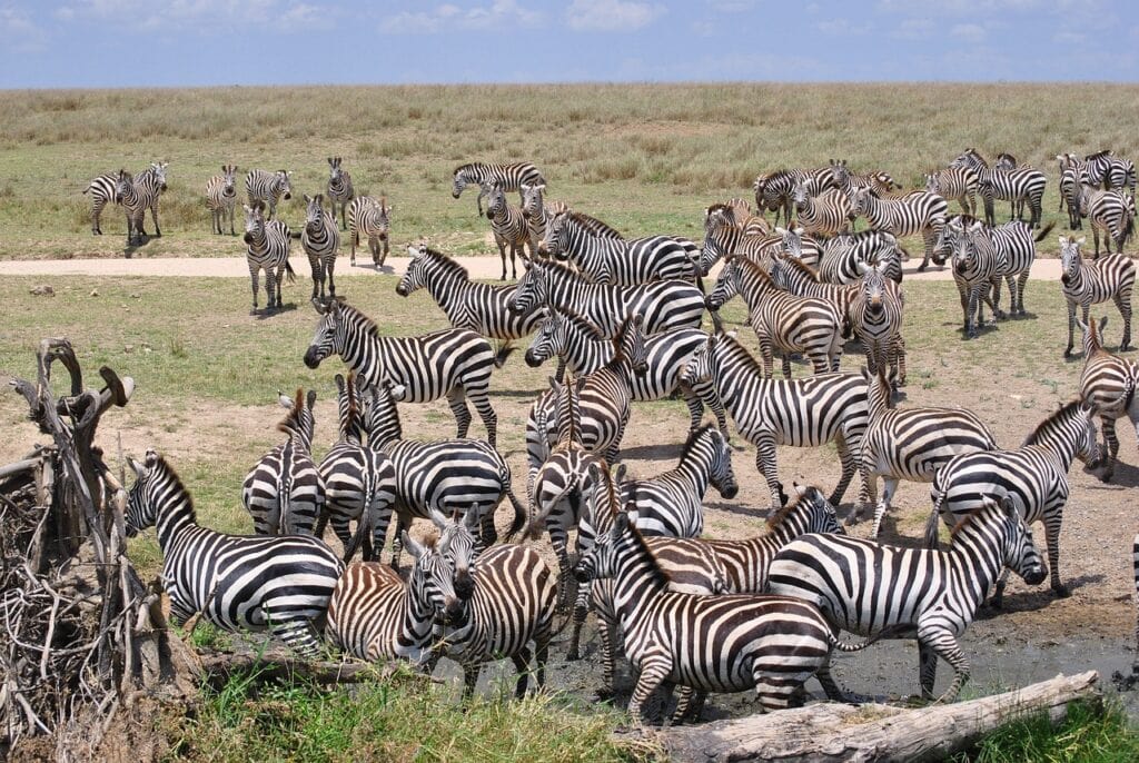 Serengeti_National_Park_Pixabay-1024x686