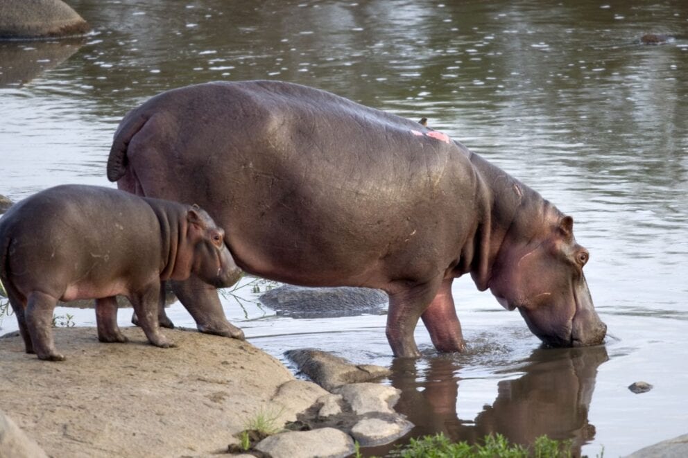 Zebra Crossing River, Serengeti National Park, Image Credit, Canva