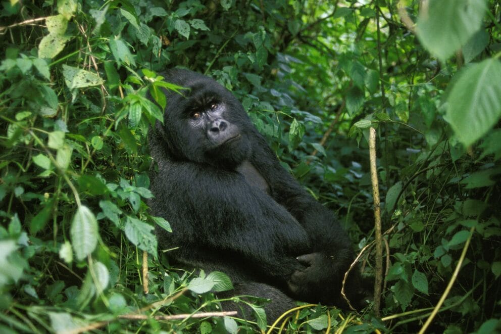 Male mountain gorilla among green vegetation in Virunga Park, Rwanda