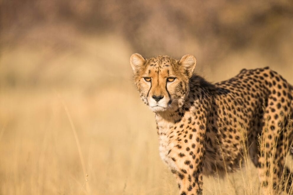 A cheetah walks through tall grass.