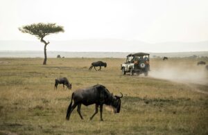 A game viewer vehicle drives past wildebeest in the Masai Mara.